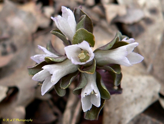 {Obolaria virginica}